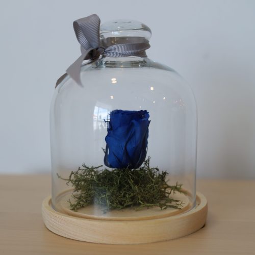 Rosa eterna azul com cúpula pequena, vista de frente, ótima para decoração interior