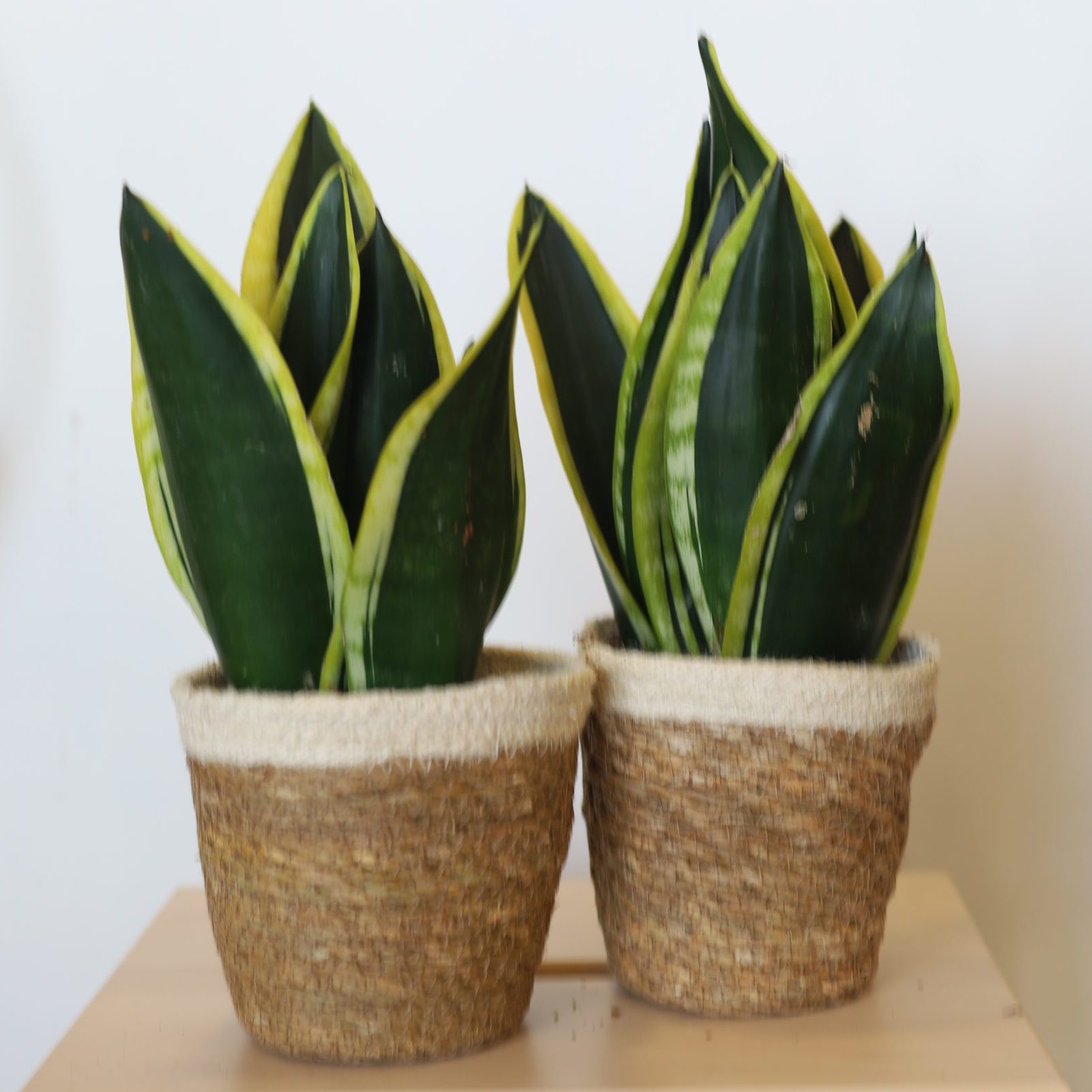 Planta Sansevieria Bicolor