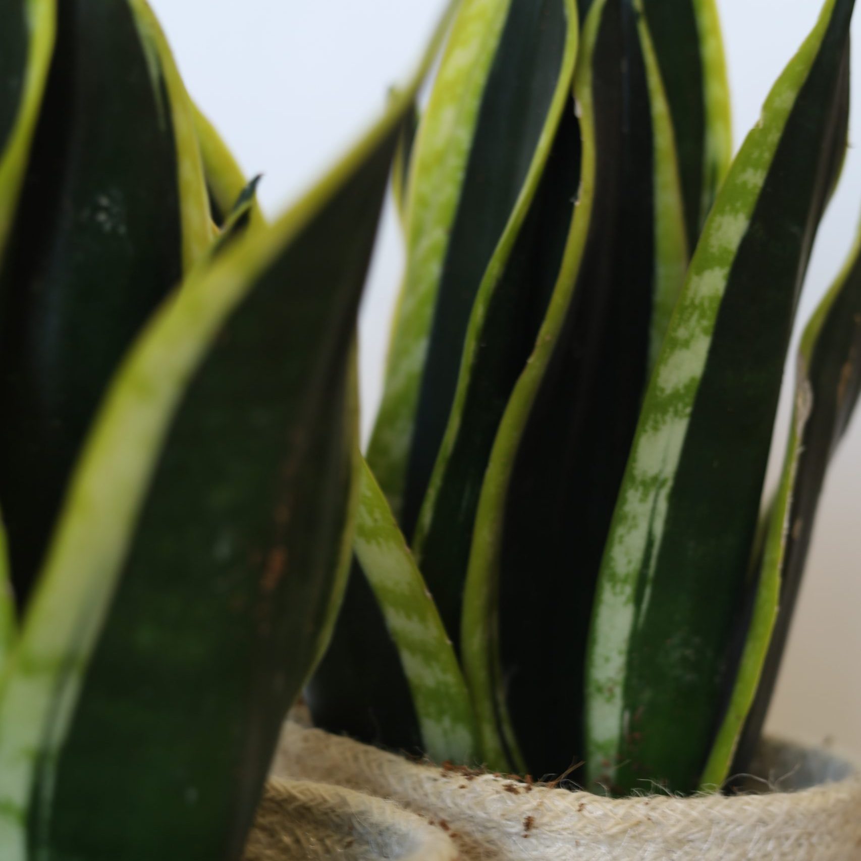 Planta Sansevieria Bicolor