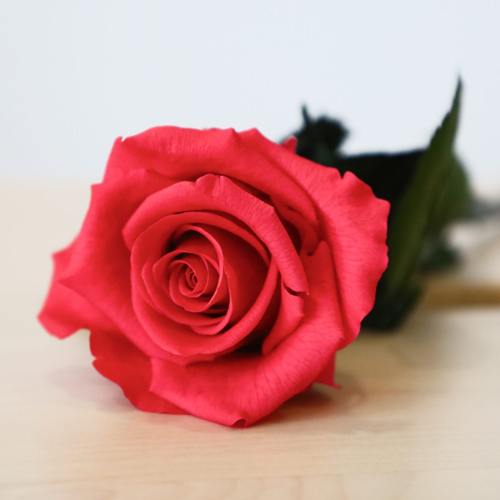 Rosa Eterna Simples Vermelha, Rosa da Cor Vermelha