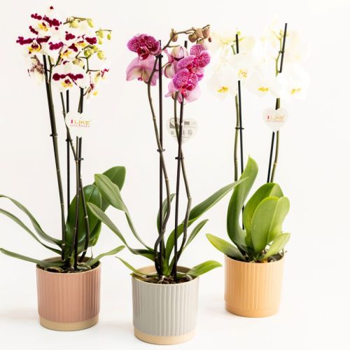 Plantas Phalanopsis em vasos