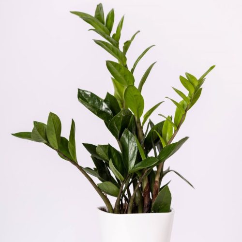 Planta zamioculca em um vaso