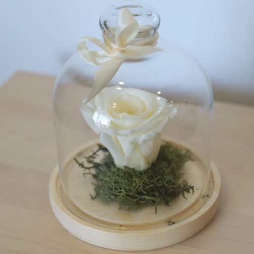 Rosa eterna branca com cúpula pequena, vista de frente, ótima para decoração interior