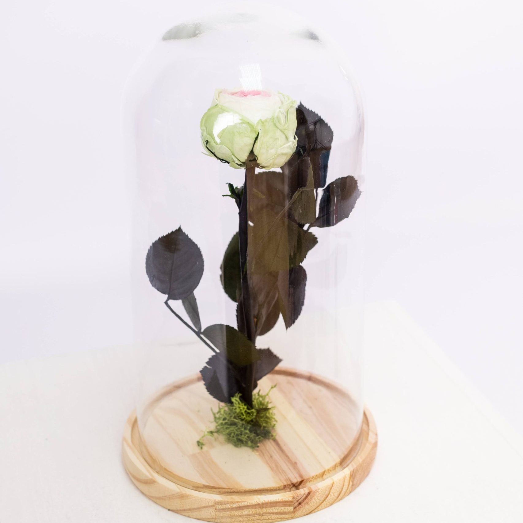 Rosa eterna jardim com cúpula grande, vista de frente, ótima para decoração interior