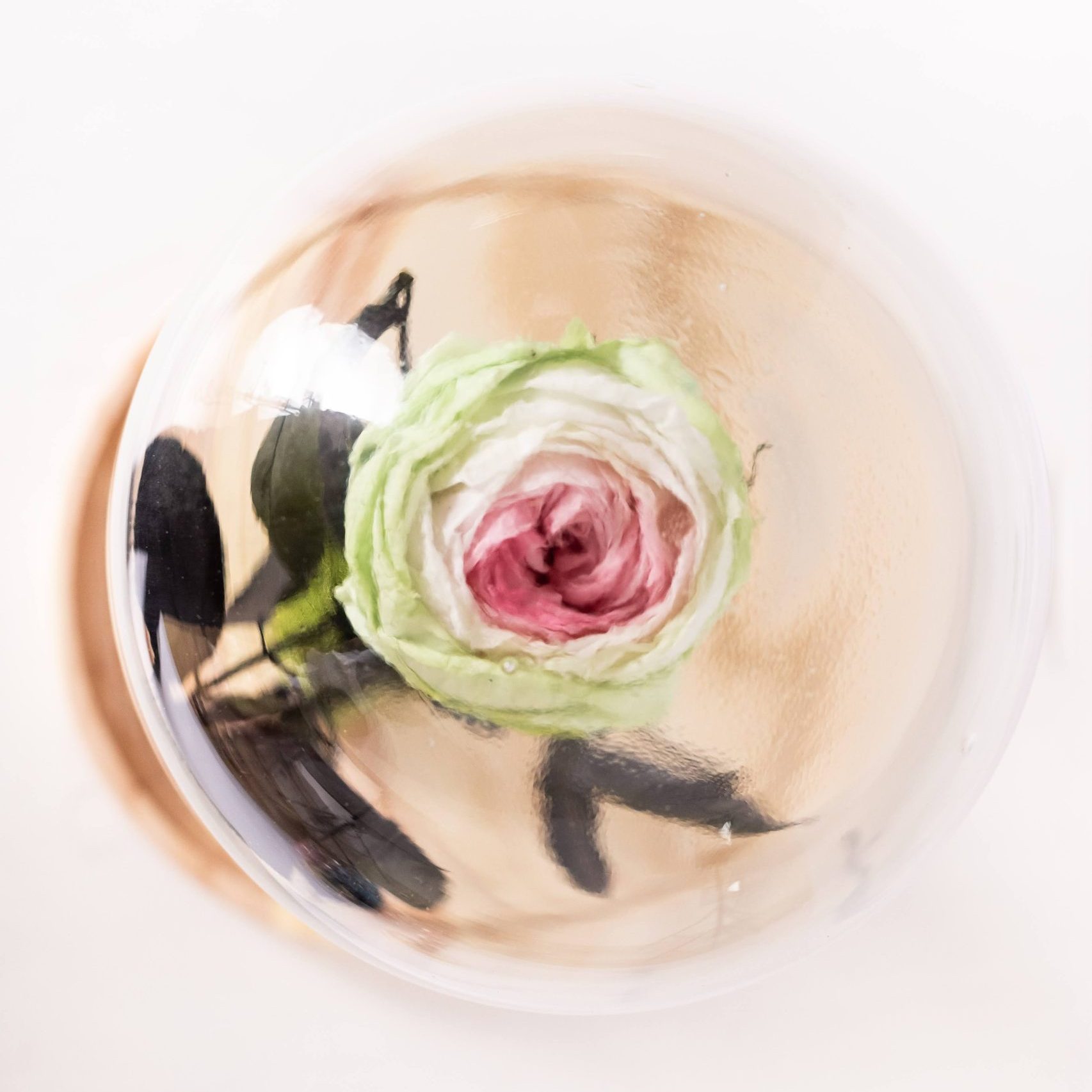 Rosa eterna jardim com cúpula grande, vista de cima, ótima para decoração interior