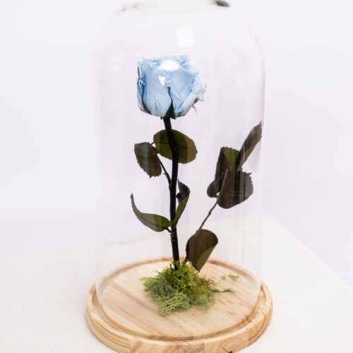Rosa eterna azul celeste com cúpula grande, vista de frente, ótima para decoração interior