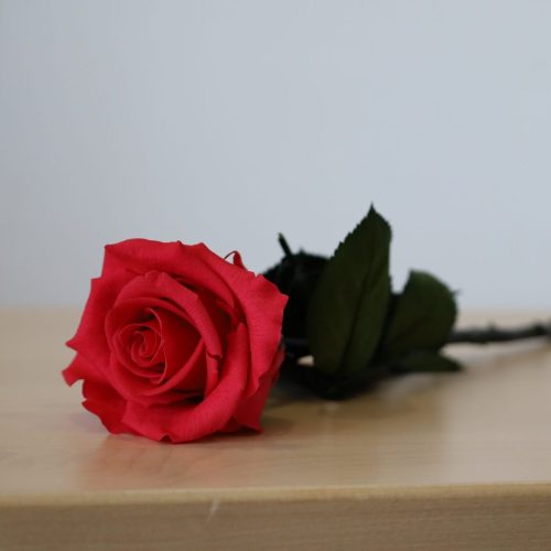 Rosa eterna simples vermelha