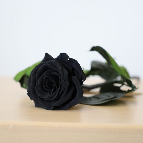 Rosa Eterna Simples Preta